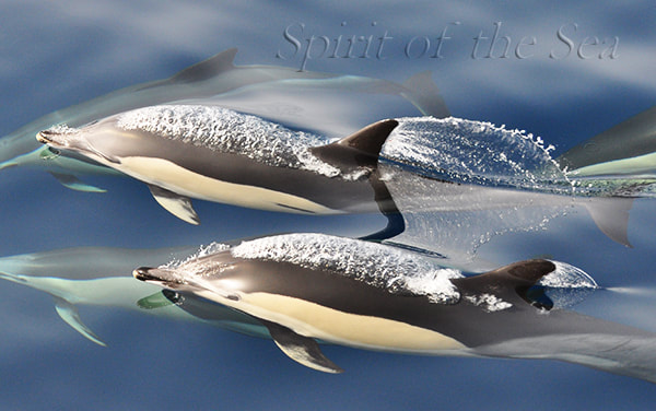 Common dolphin (Delphinus delphis)