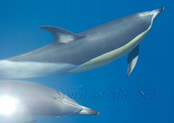 Delfín común (Delphinus delphis)